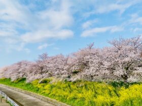 2023年春「泉中央テニスガーデン」 IMG 1844 280x210 - 2023年春「泉中央テニスガーデン」